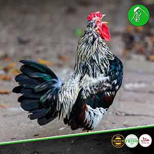 country chicken cage free 1