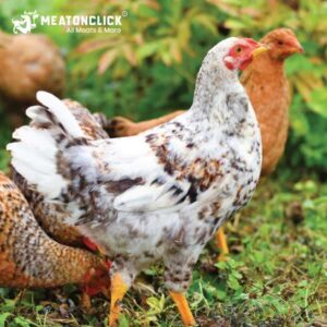 desi chicken 1