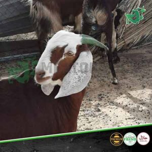 pakistani indian medium goat 1